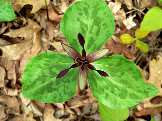 {Trillium stamineum}